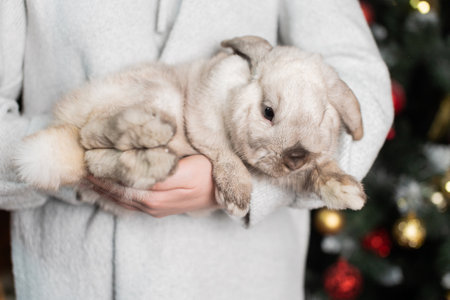 A fluffy gray lop-eared rabbit sits in the hands of a man near a Christmas treeの写真素材