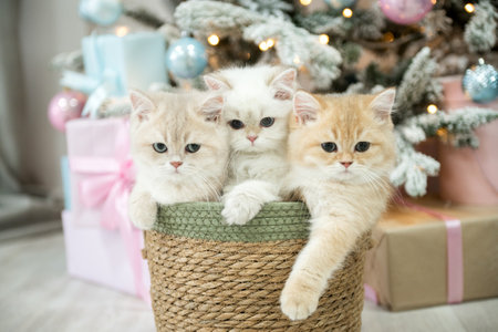 Three British shorthair kittens are sitting in a wicker basket under a Christmas treeの写真素材