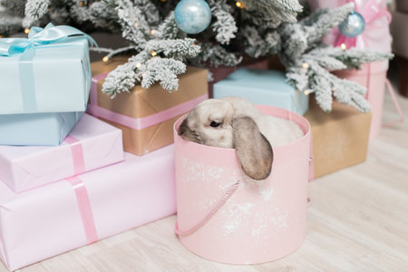 Cute gray lop-eared rabbit hiding in a round pink box under the Christmas tree with giftsの写真素材