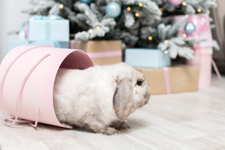 Cute gray lop-eared rabbit hides in a round pink box under the Christmas tree with pink and blue giftsの写真素材
