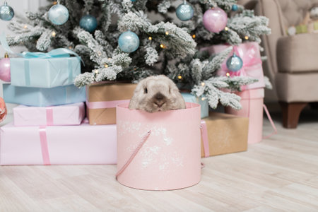 Cute lop-eared rabbit is sitting in a round pink box under the Christmas tree with giftsの写真素材