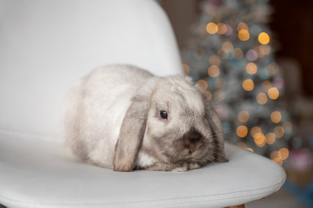 A pet rabbit with long hanging ears sits on a chair against the background of a Christmas treeの写真素材