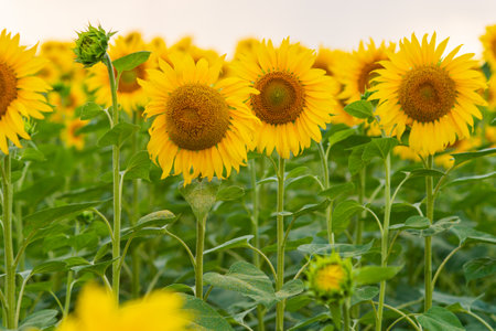 Big yellow sunflower flowers on the fieldの写真素材
