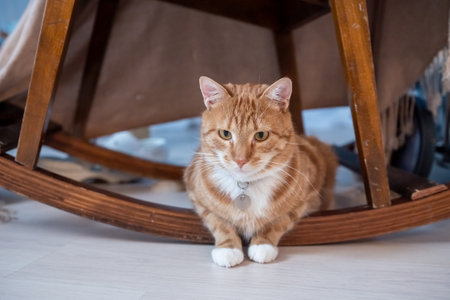 A cute ginger cat with an addressee on his neck lies under a wooden chair on the floorの写真素材