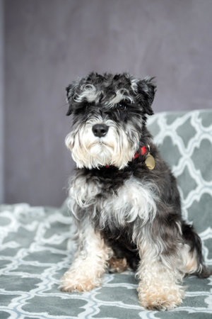 A black-and-silver schnauzer with an addressee on a red collar is sitting on the sofaの写真素材