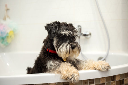 An adult schnauzer of black and silver color stands in the bathroom after a walkの写真素材