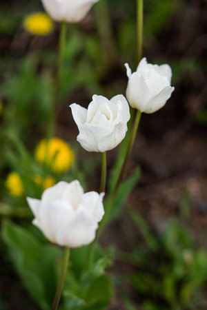 Flowers are white tulips with dew drops on the petalsの写真素材