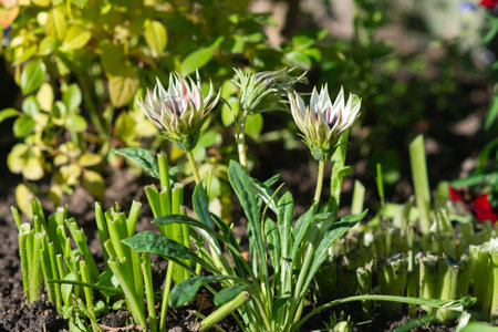 The spring flower of gazania is blooming.の写真素材