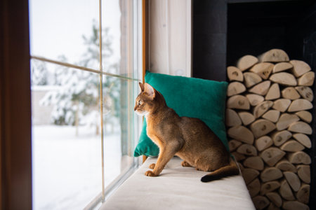 The Abyssinian cat sits on a pillow and looks out the windowの写真素材