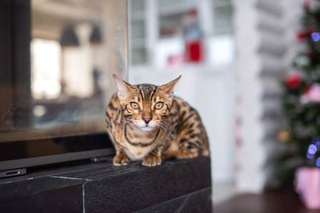 A Bengali cat lies indoors and hunts