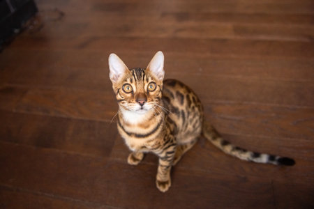 A pure-bred Bengali cat sits on the floor and looks upの写真素材