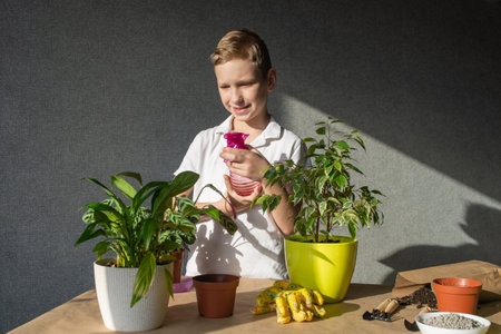 Cute boy takes care of indoor flowers, spray plants, maintain the necessary humidity levelの写真素材
