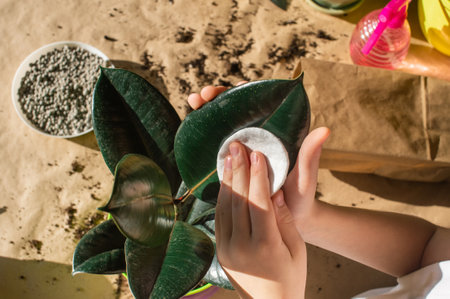 Wash ficus leaves. Replant indoor plants. Maintaining the required humidity level