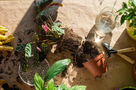 Indoor plants ficus is standing outside the pot. A tool for transplanting. Empty potsの写真素材