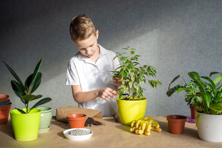A cute boy takes care of indoor flowers, fertilizes the soil to plants in a potの写真素材