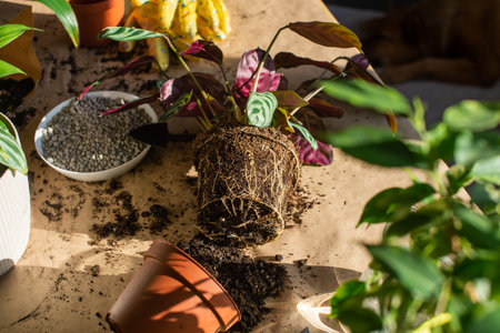 Indoor plants ficus with roots lies outside the pot. A tool for transplanting. Soil on the tableの写真素材