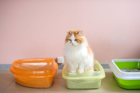 A fluffy cat is testing a cat litter. Tray with clumping fillerの写真素材