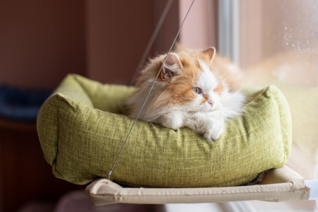 A cat of Persian breed lies on a lounger suspended from the window. look out the windowの写真素材
