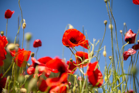 Field with red poppy flowers against a blue skyの写真素材