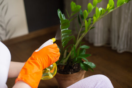 Woman's hands in orange rubber gloves holding a sprayer and watering a houseplantの写真素材