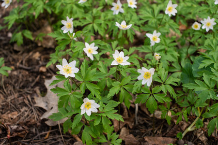 Wood anemone (Anemone nemorosa) blooming in forestの写真素材