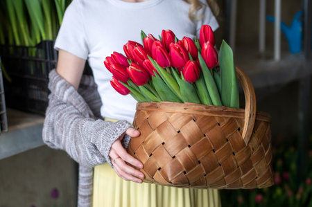 Wooden basket with red tulips in the hands of a woman for Easterの写真素材