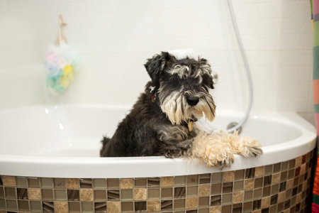 A miniature Schnauzer puppy of black and silver color is standing in the bathroomの写真素材