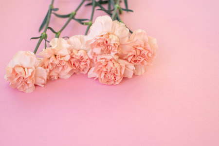 Pink carnations on a pink background. Place for text