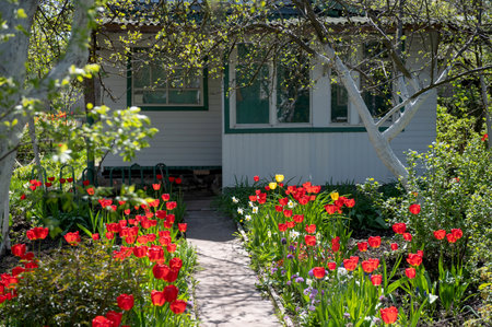 Rustic summer house in spring. Tulips along the road to the garden house, flowering treesの写真素材