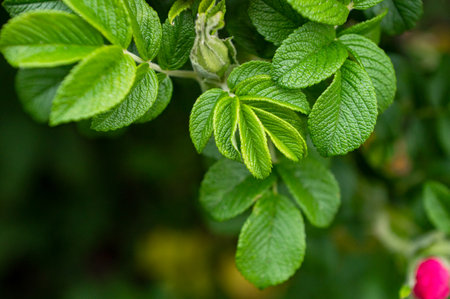 Abstract leaves green of rose hip background. Natural dog-rose textured foliage. Dark toned canker...