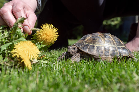 Hands of a man feeding a domestic tortoise on the street with yellow dandelion flowers. A turtle crawls on the grass in the street. Pet on a walkの写真素材