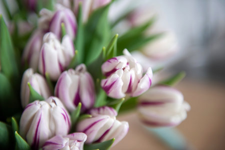 Striped purple fleming flag tulips are on the table in a basket. Bouquet of flowersの写真素材