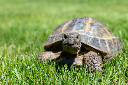 Portrait of an adult domestic tortoise crawling on the grass in the street. Pet on a walkの写真素材