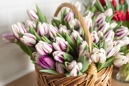 Striped purple fleming flag tulips are on the table in a basket. Bouquet of flowersの写真素材
