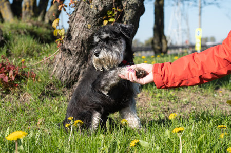 Miniature Schnauzer gives a paw to the owner, sits on the grass and turned away. Walking with your petの写真素材