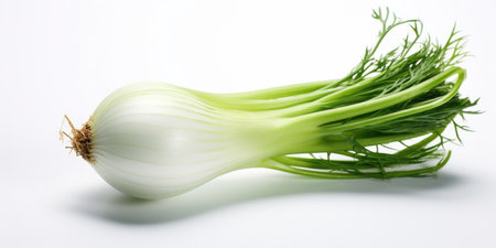 Fresh fennel bulb isolated on a white backgroundの素材