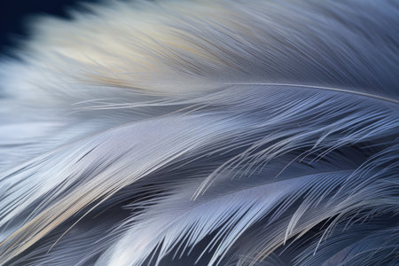White ostrich feathers on a black background close-upの素材