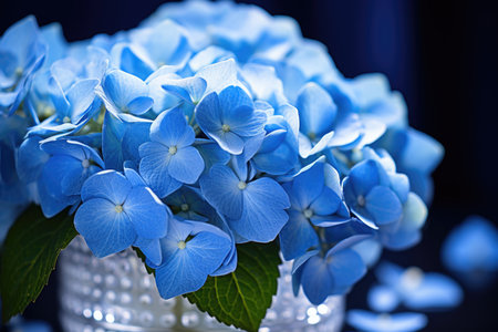 Blue hydrangea flowers on a blue background in a vaseの素材