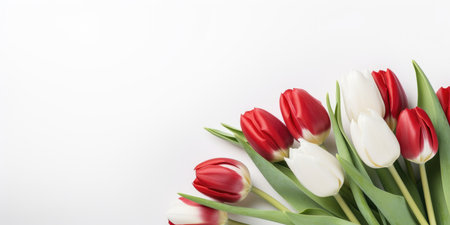 Red and white tulips isolated on a white background with space for textの素材