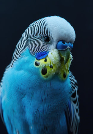 Blue budgie, portrait of a birdの素材
