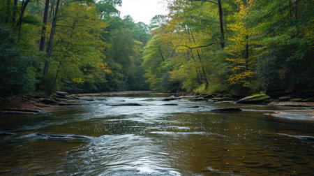 North Mills River, North Carolina. River in the forestの素材