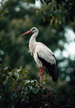 A detailed close-up of a stork surrounded by a vibrant green backdropの素材