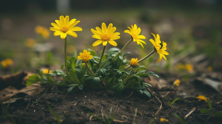Yellow daisy-like flowers growing in rich soil with a dark, blurred background. Springtime flora and natural beauty concept for design and printの素材