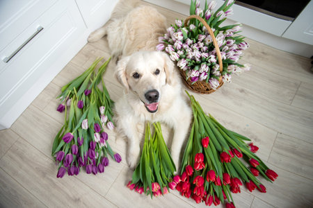 Dog golden longhair labrador retriever lies on the floor in tulips of different colorsの写真素材