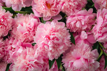 Pink peony flower bouquet as a background, top viewの素材