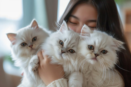 Person holding three Persian cats with a blurred background. Close-up portrait of fluffy white catsの素材