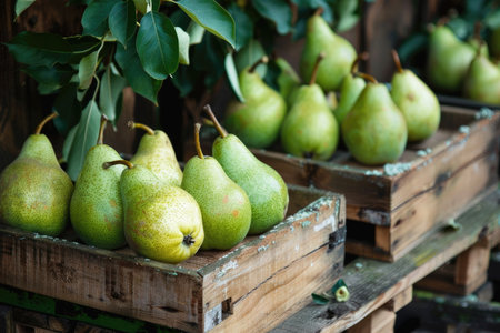 Fresh pears in a rustic wooden crate at a farmers market. Organic food concept. Design for banner, posterの素材