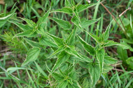 Fresh nettle plant growing in the wild
