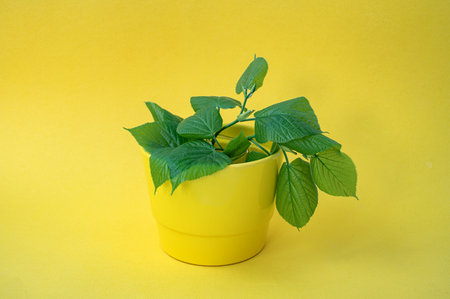 Green potted plant in a yellow container on a yellow background. Home decor and gardening conceptの写真素材