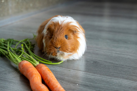 Adorable guinea pig beside fresh carrots on a gray wooden floorの写真素材